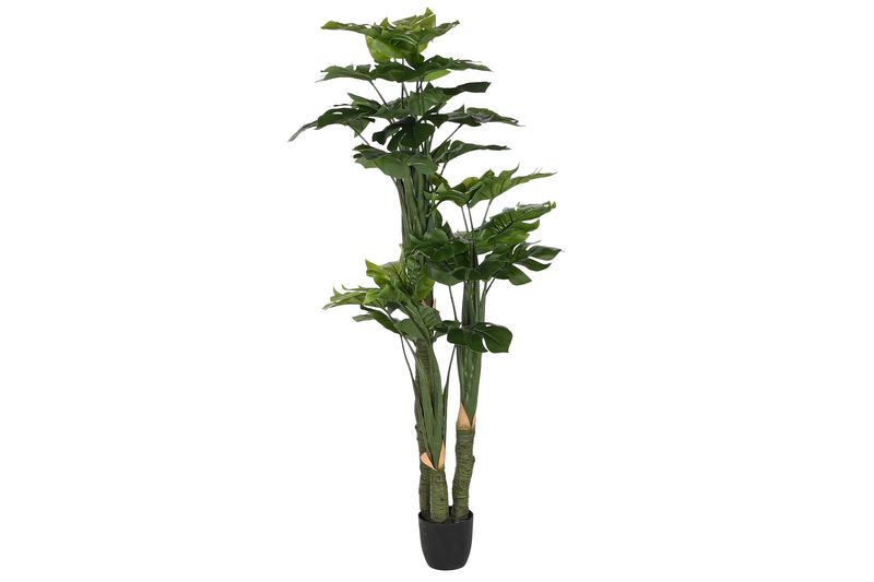PLANTA MONSTERA VERDE