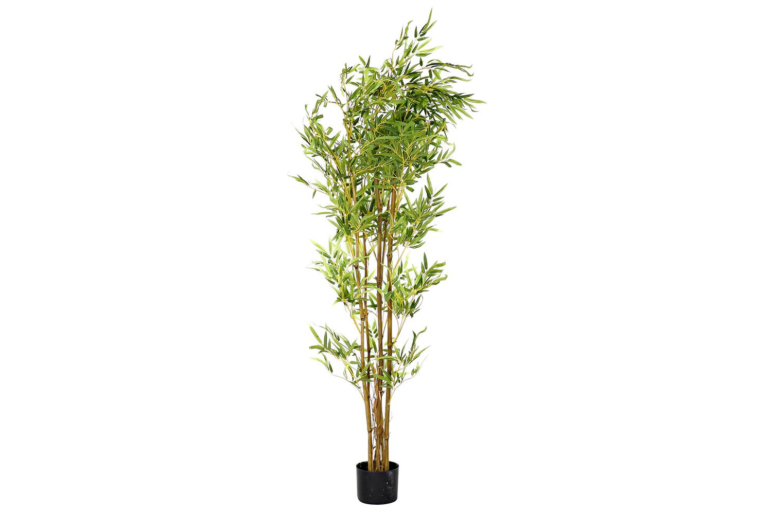 ÁRBOL BAMBÚ