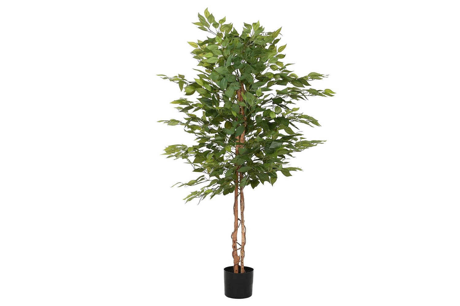 ÁRBOL FICUS
