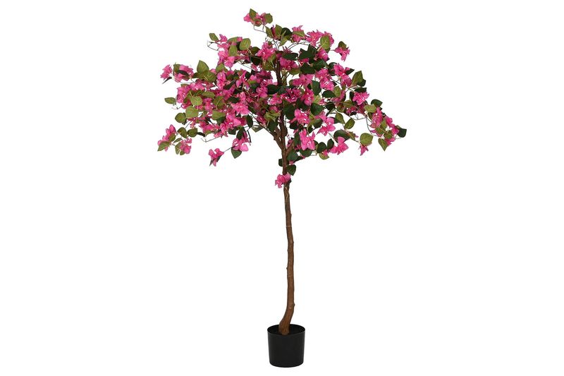 PLANTA BUGAMVILLA FUCSIA