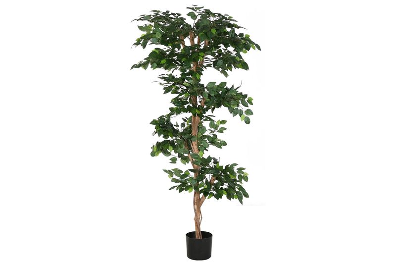 PLANTA FICUS VERDE