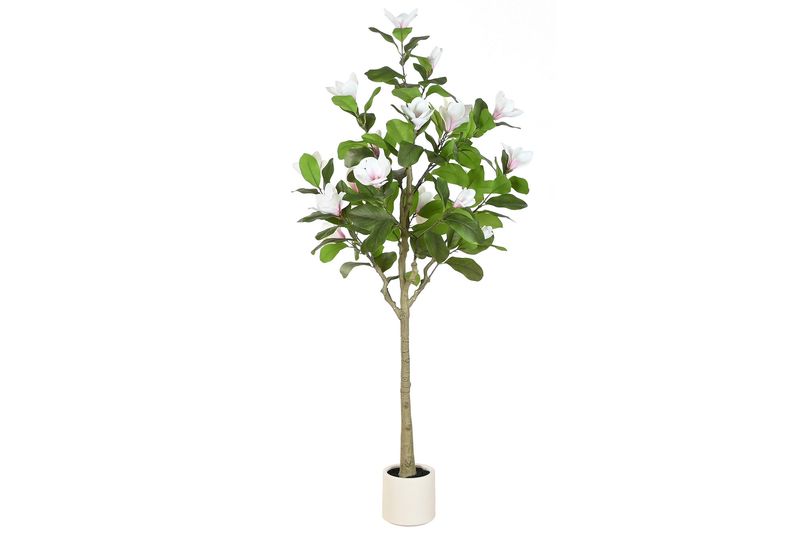 ÁRBOL MAGNOLIO BLANCO