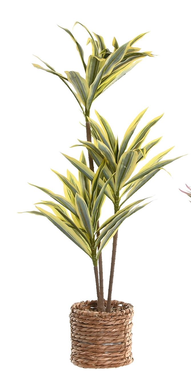 PLANTA CON BASE FIBRA