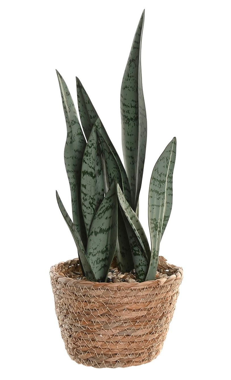 PLANTA FIBRA SANSEVIERA