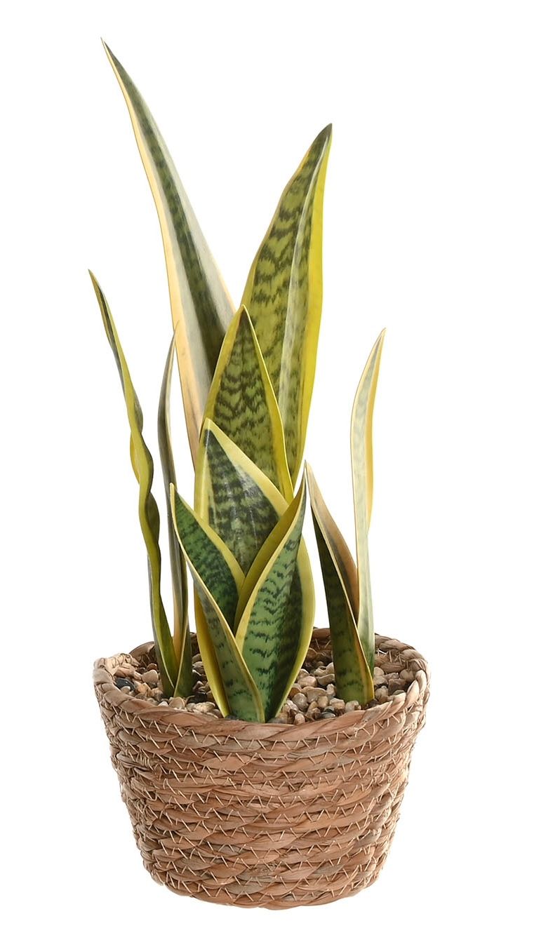 PLANTA FIBRA SANSEVIERA