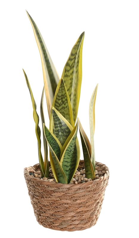 PLANTA FIBRA SANSEVIERA