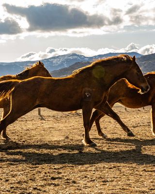 ARIAT
