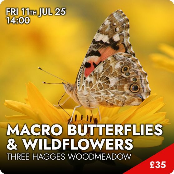 Macro Wildflowers & Butterflies