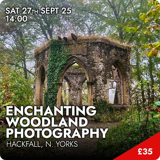 Enchanting Woodland Photography