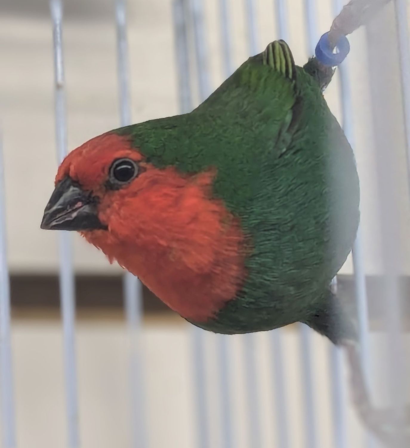 Red Face Parrot Finch