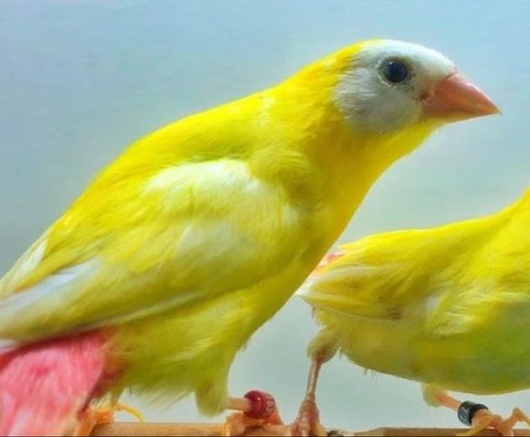 Lutino Parrot Finch