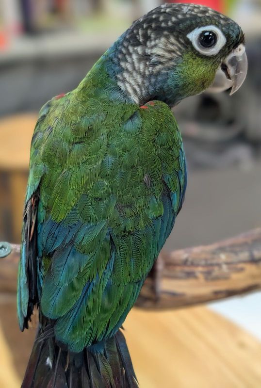 Crimson Bellied Conure