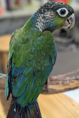 Crimson Bellied Conure