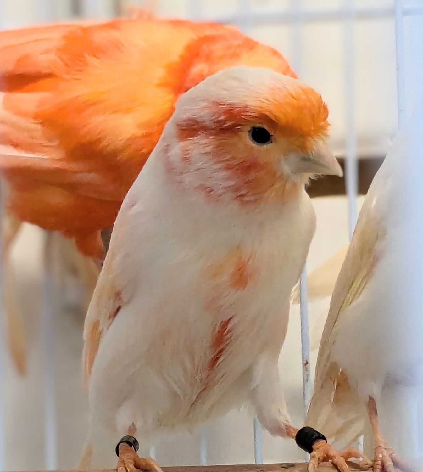 Canaries Reds And Red Crested