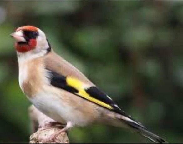 European Gold Finch