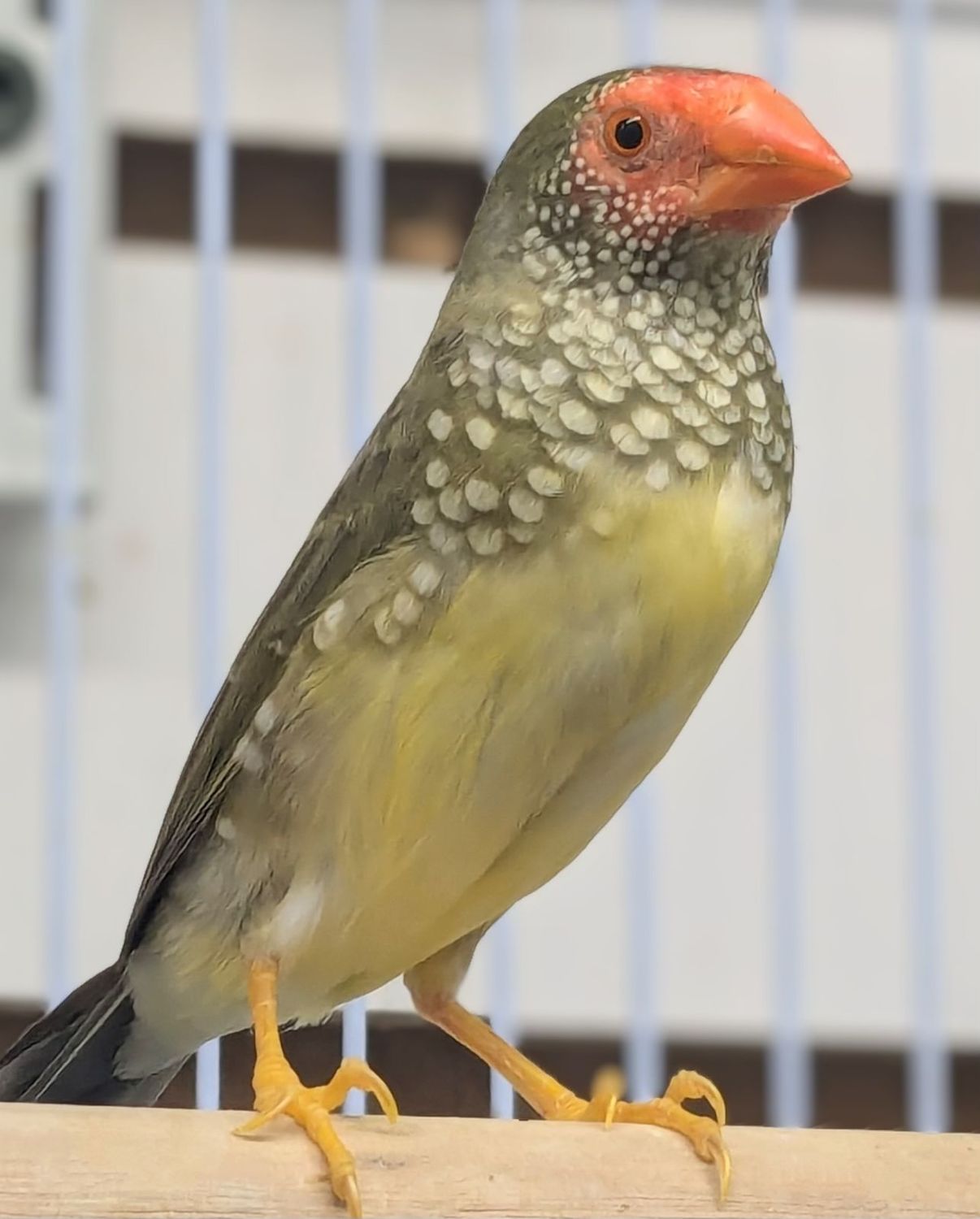 Redheaded Star Finch