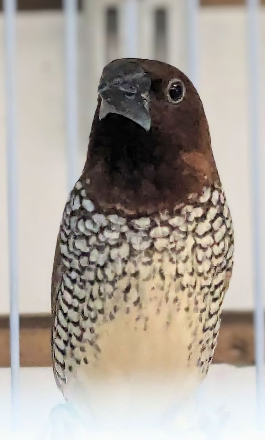 Spice Finch