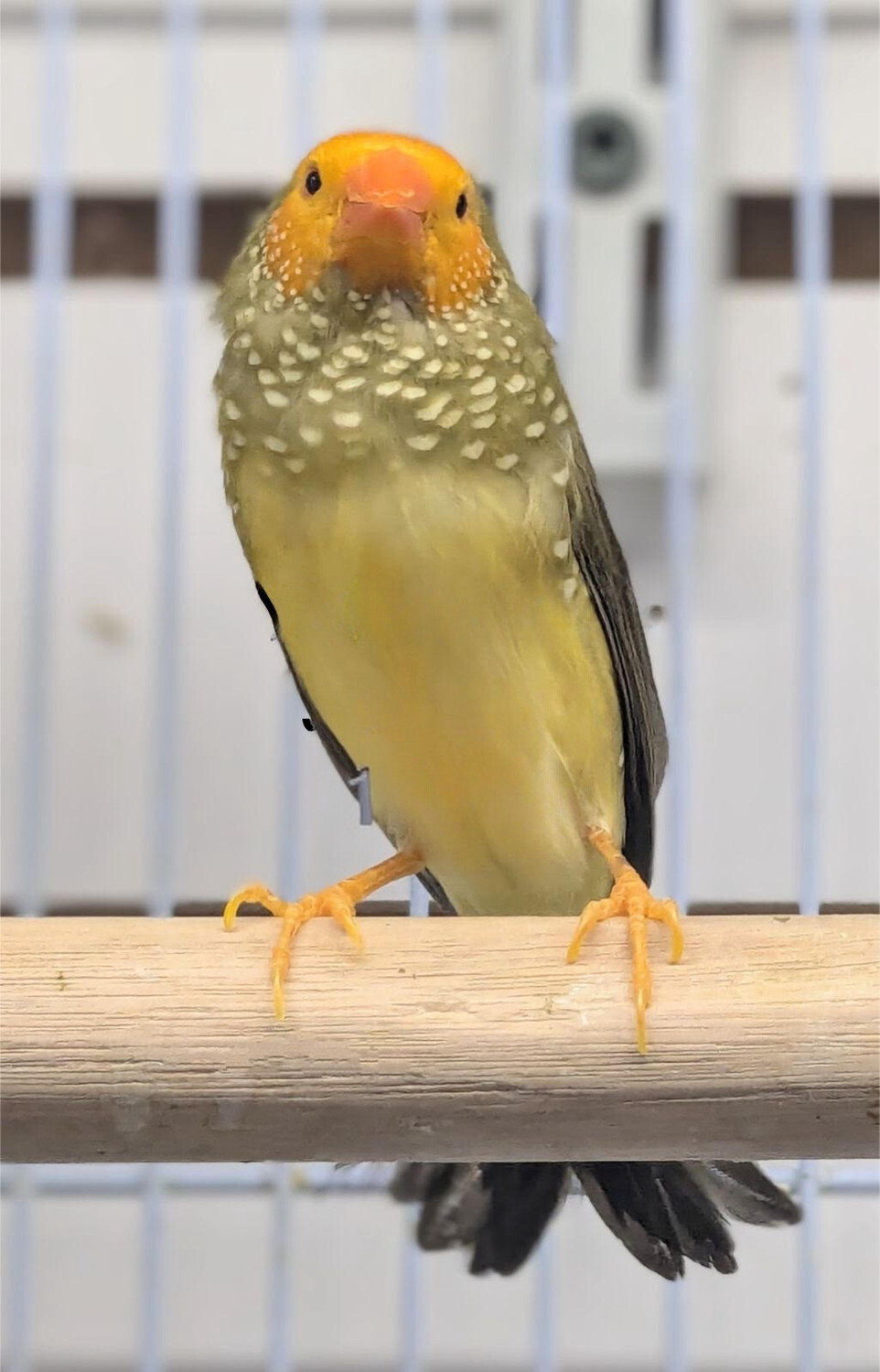 Yellow Head Star Finch