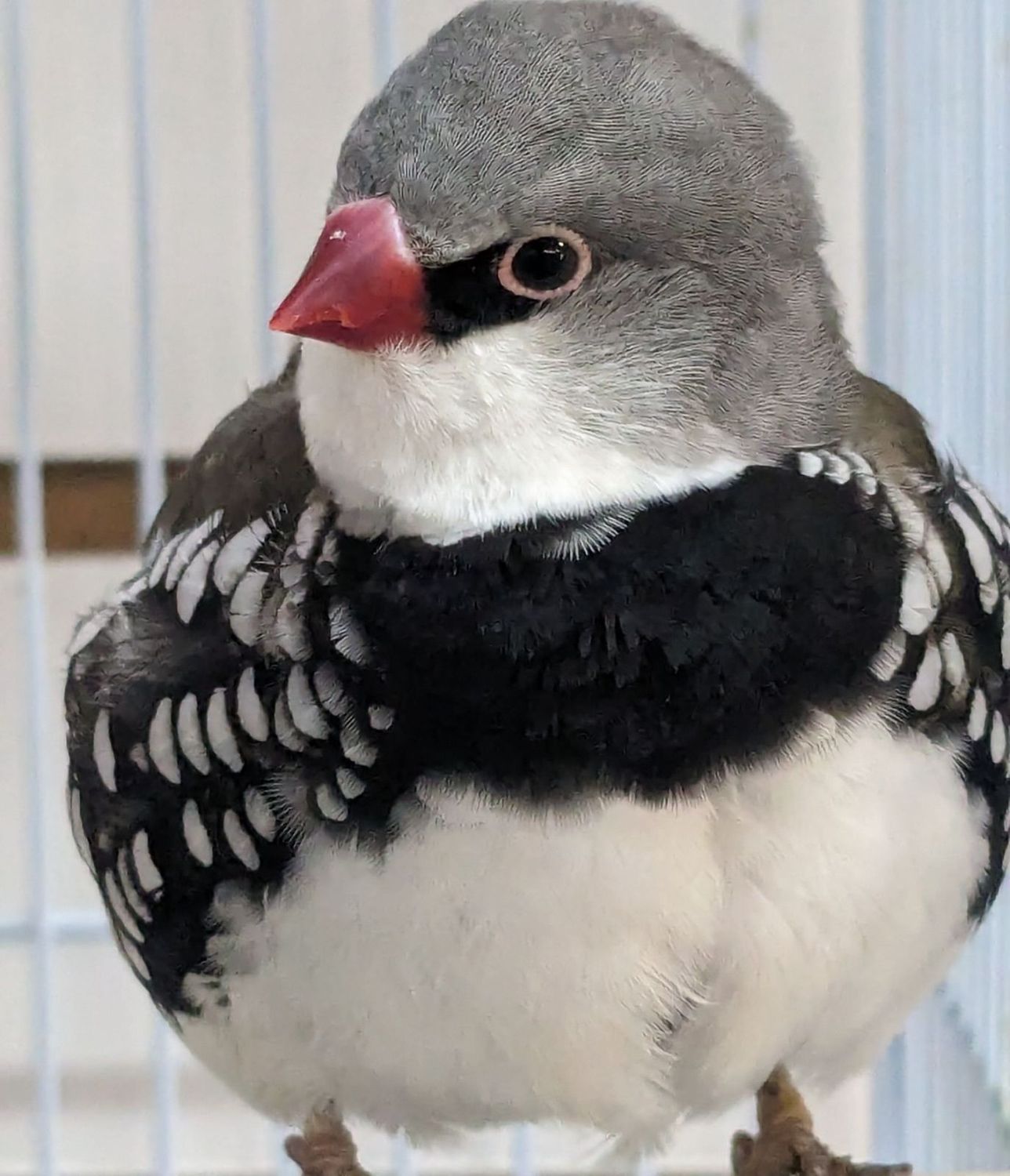 Diamond Firetails