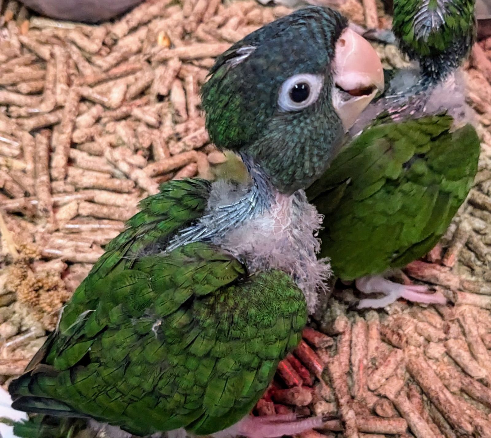 Conure Blue Crown