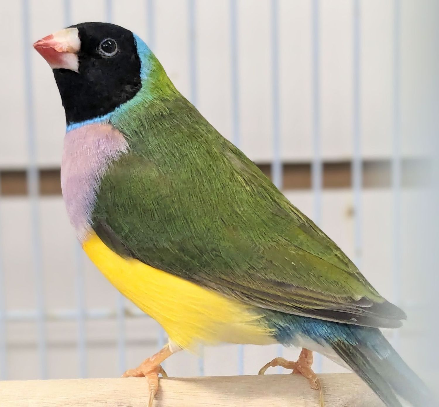 Lady Gouldians