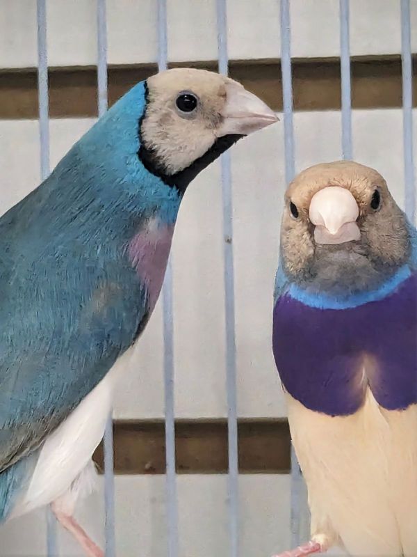 Lady Gouldians Blue