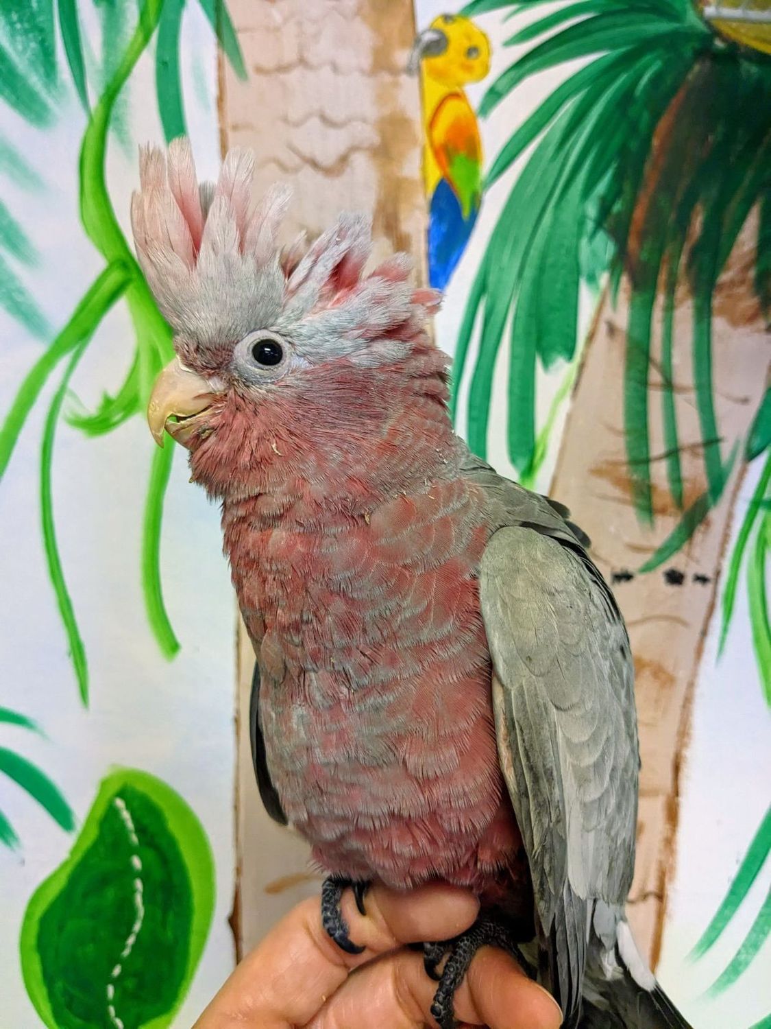 Rose-Breasted Cockatoo (Galah)