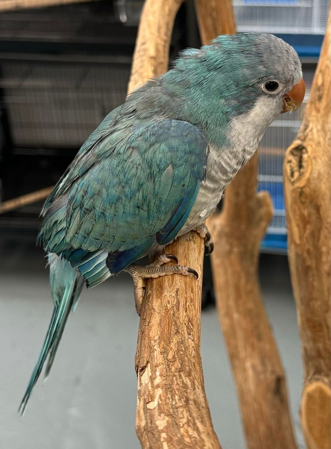 Blue Parakeet Birds Petco Pet Birds For Sale: Finches, Parakeets