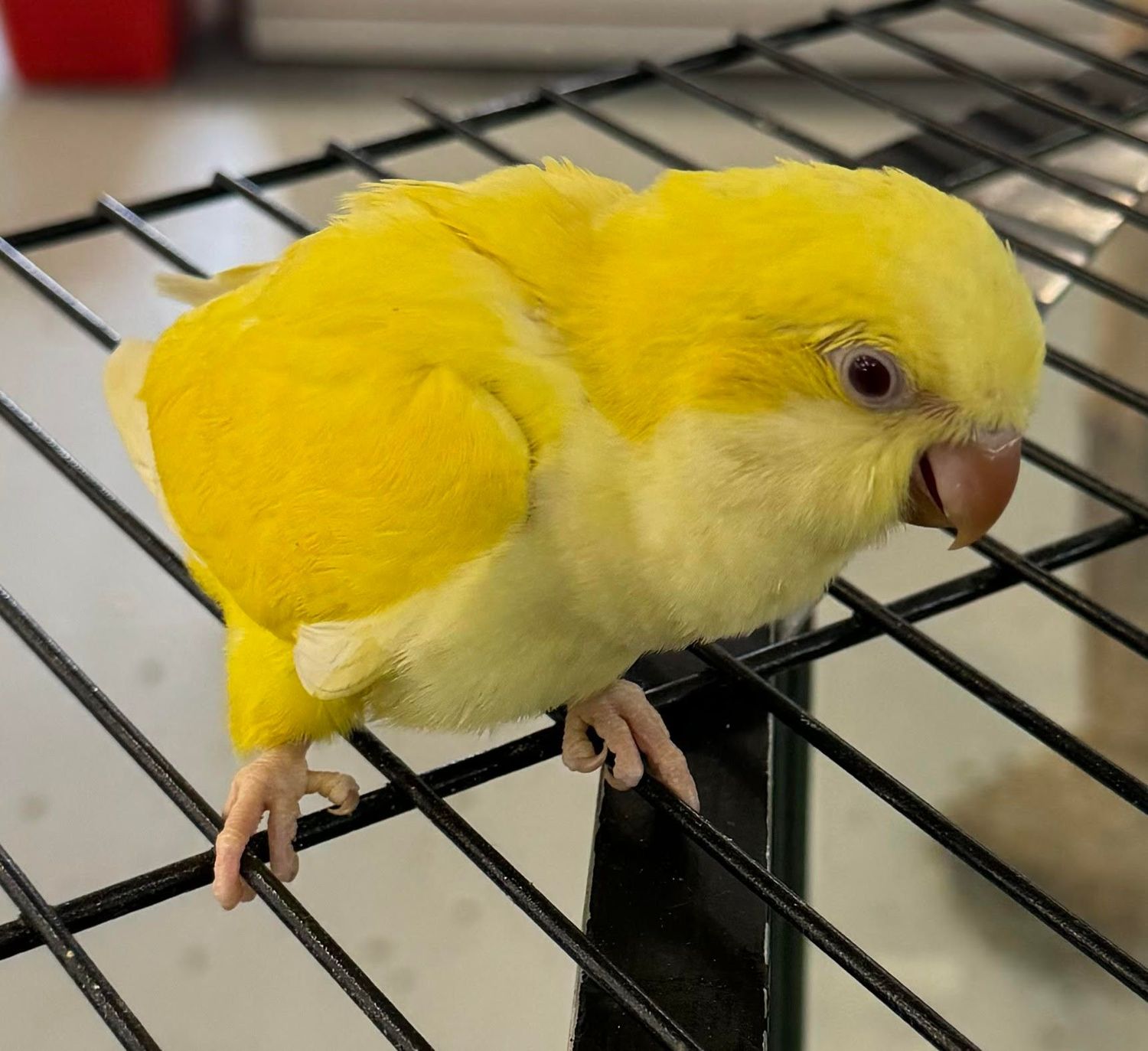 Quaker Parrot Yellow