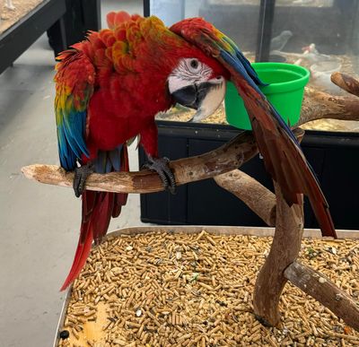 Birds