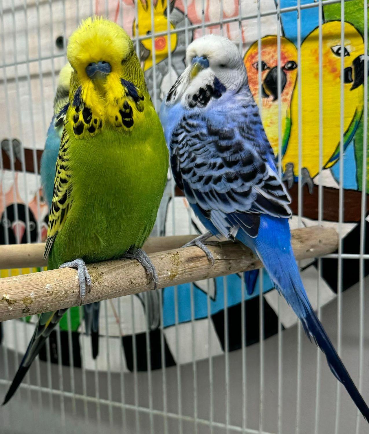 English Budgie