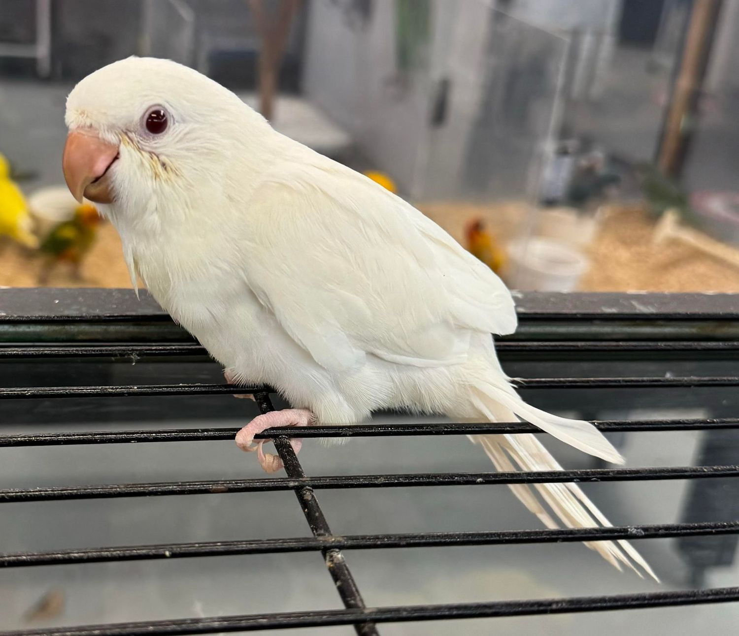 Quaker Parrot White