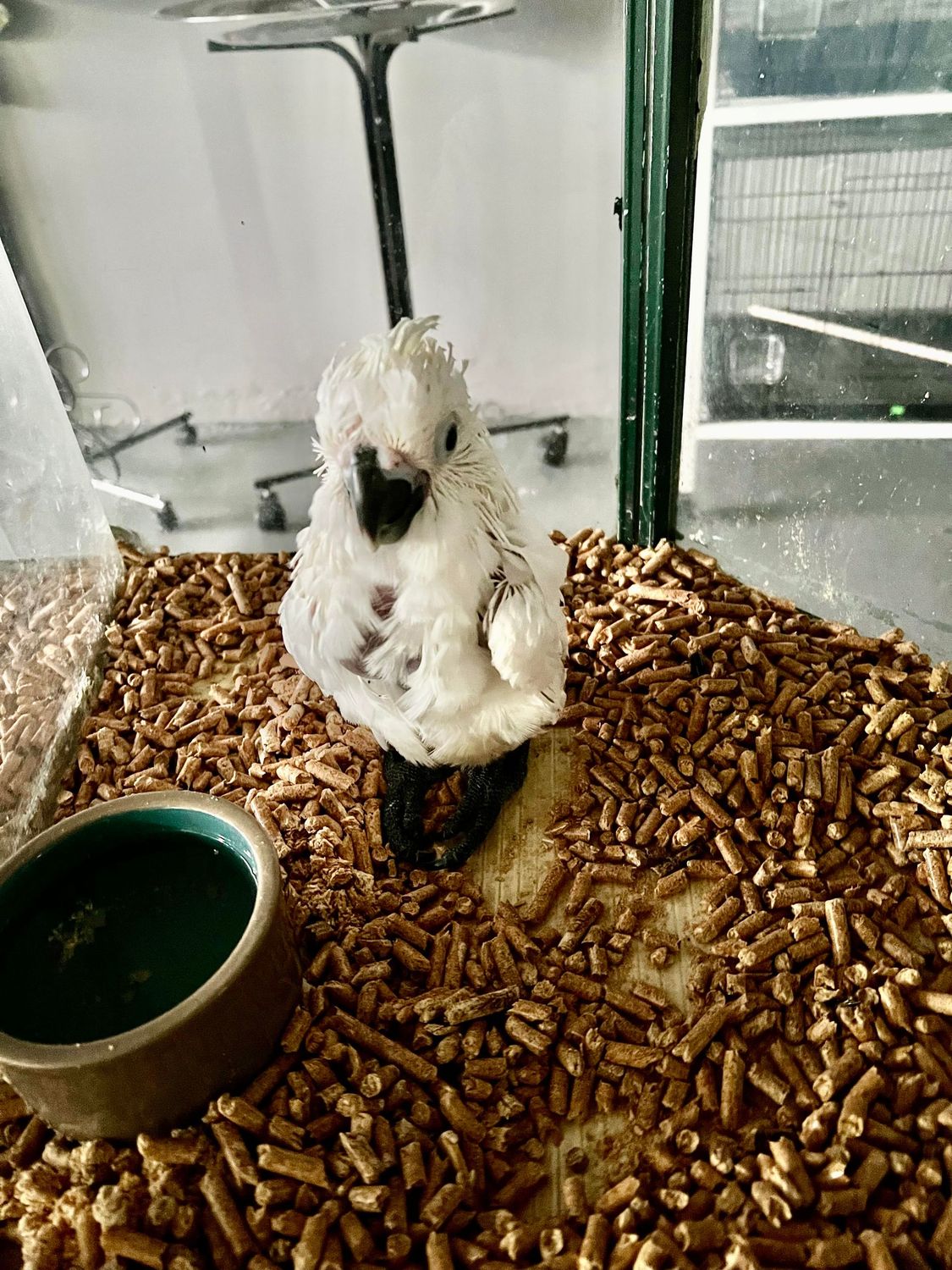Cockatoos Umbrella