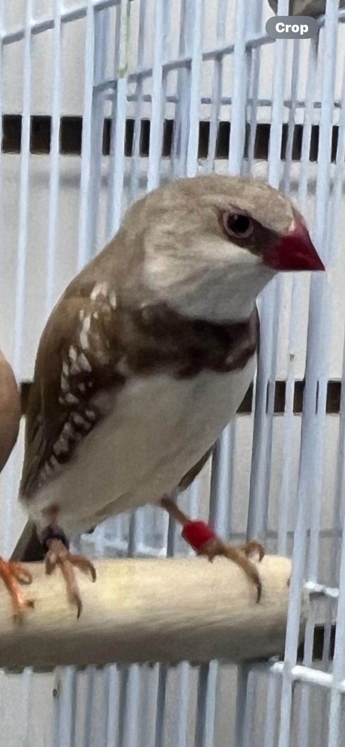 Cinnamon Diamond Firetails