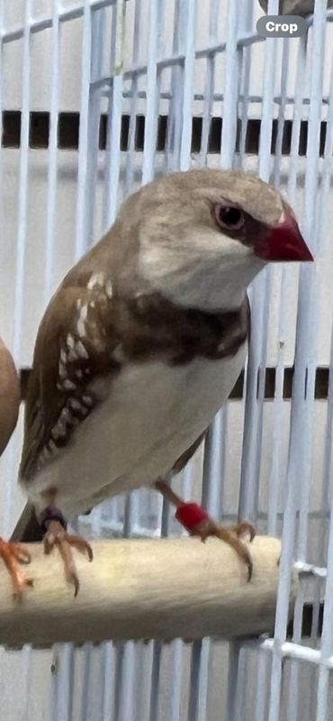 Cinnamon Diamond Firetails