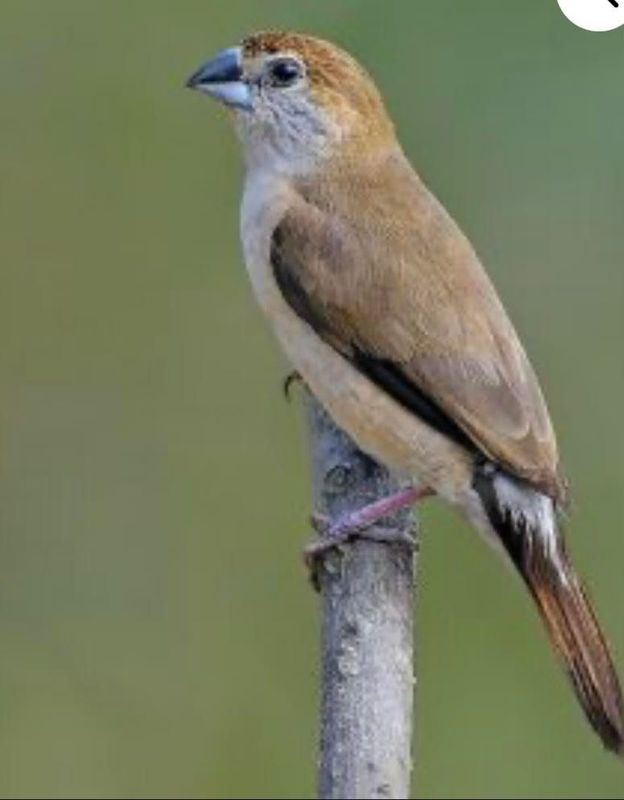 Indian Silver Bill