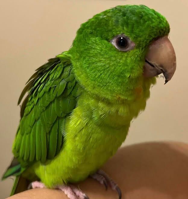 Mexican Conure Baby