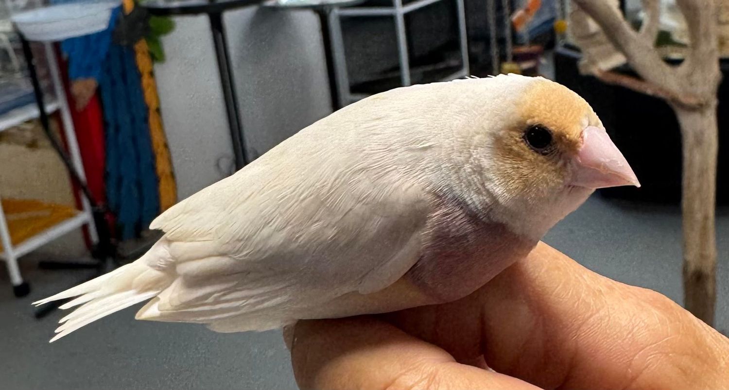 Silver Lady Gouldian