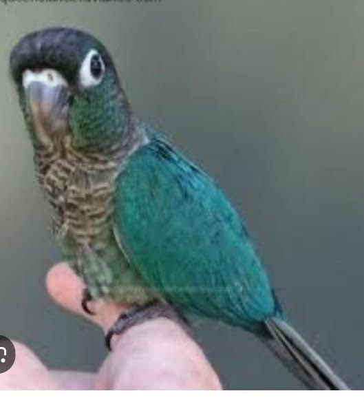 Green Cheek Conure Turquoise