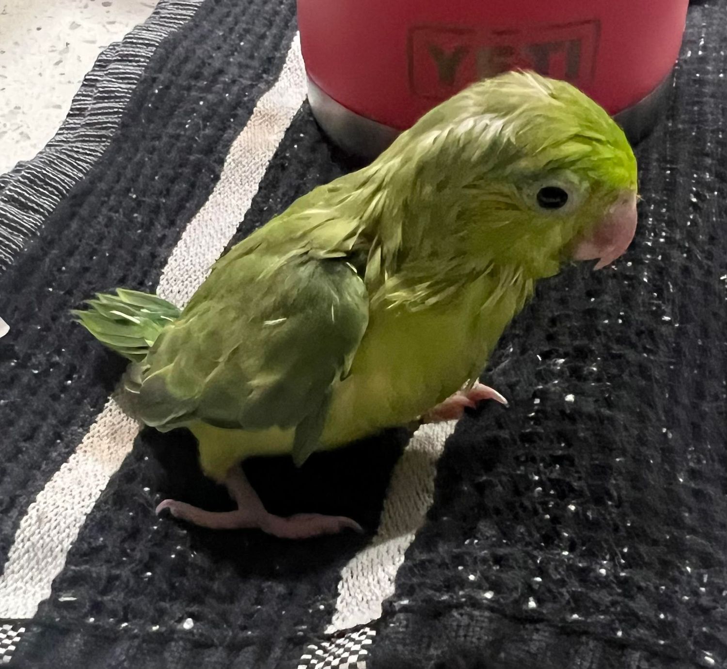 Parrotlet Baby Green