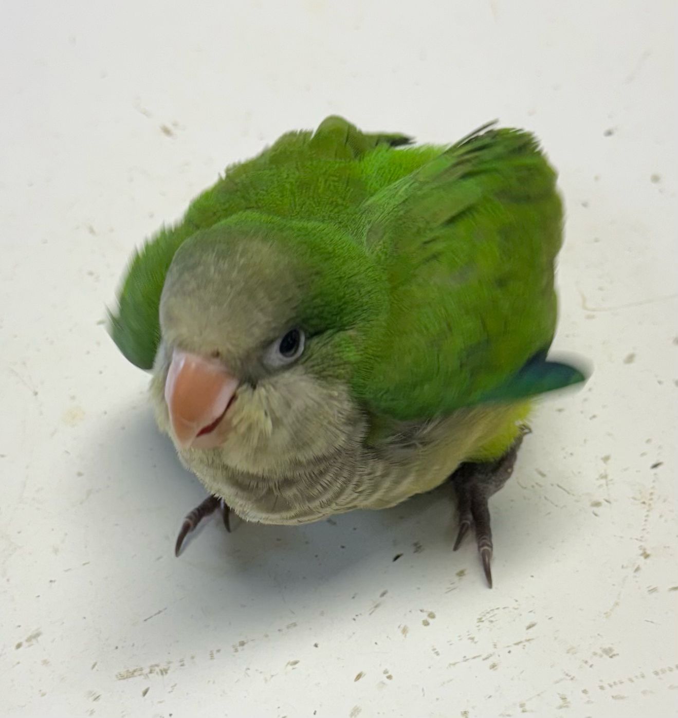 Quaker Parrot Green