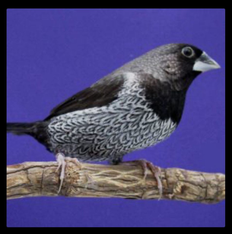 Black Spice Finch