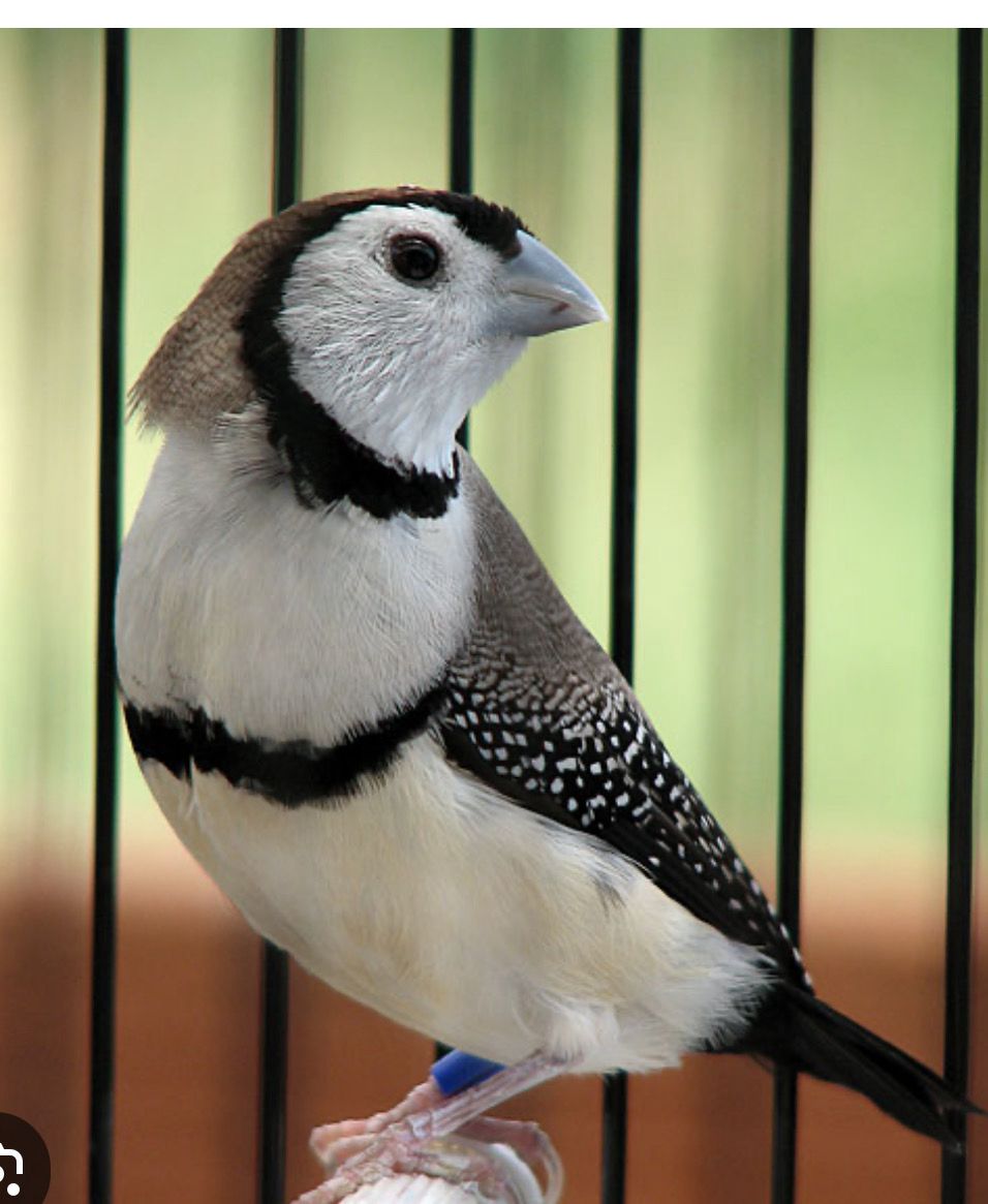 Owl Finch