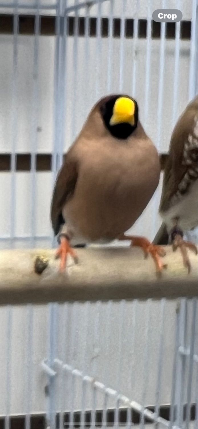 Masked Finch