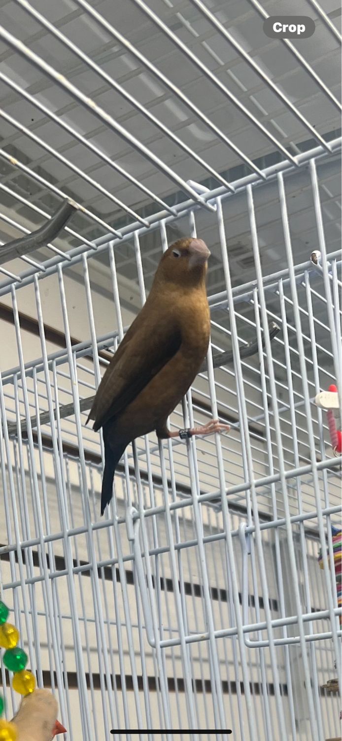 African Silverbill