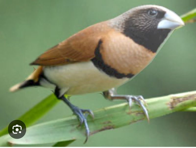 Chestnut Breasted Mannikin