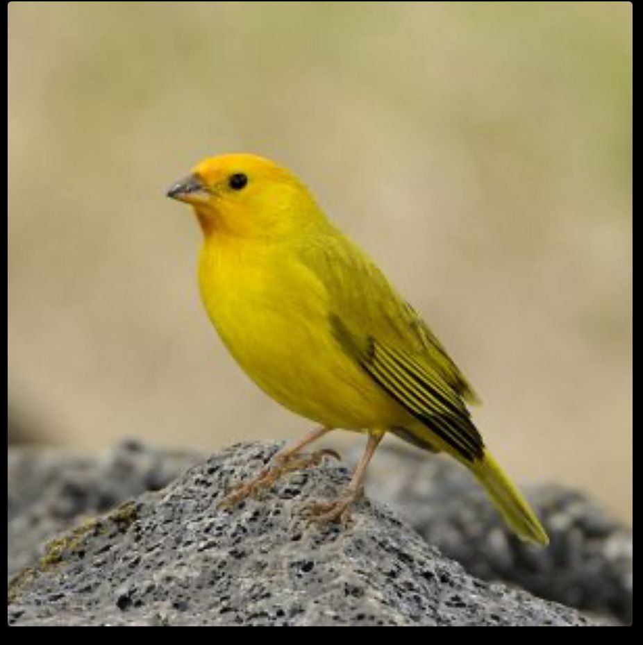 Saffron Finch