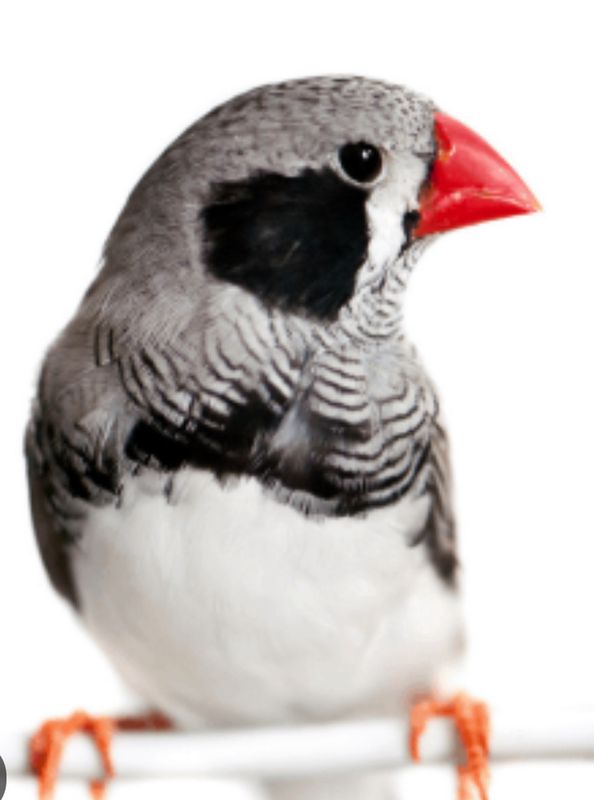 Black Cheek Zebra Finch