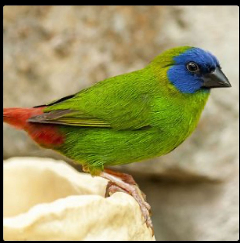 Parrot Finch Blue