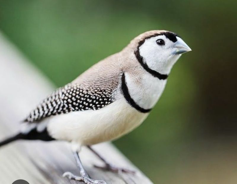 Fawn Owl Finch